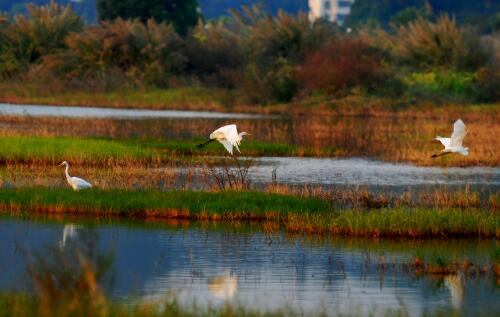 濕地保護(hù)監(jiān)控管理遠(yuǎn)距離晝夜監(jiān)控系統(tǒng)方案